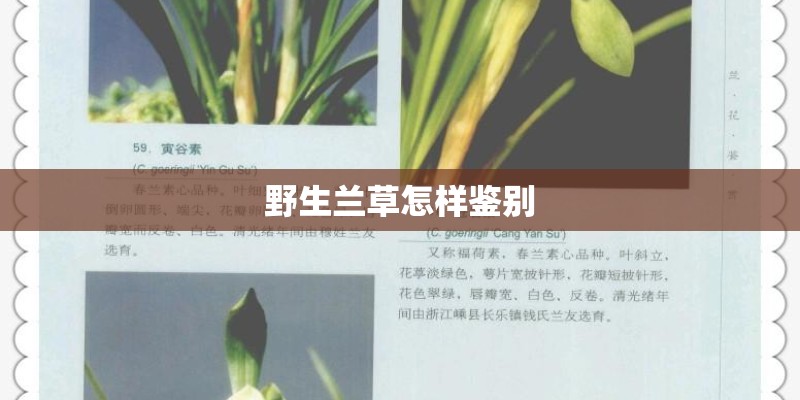 野生兰草怎样鉴别