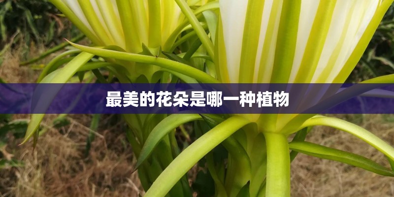 最美的花朵是哪一种植物 最美的花朵是哪一种植物