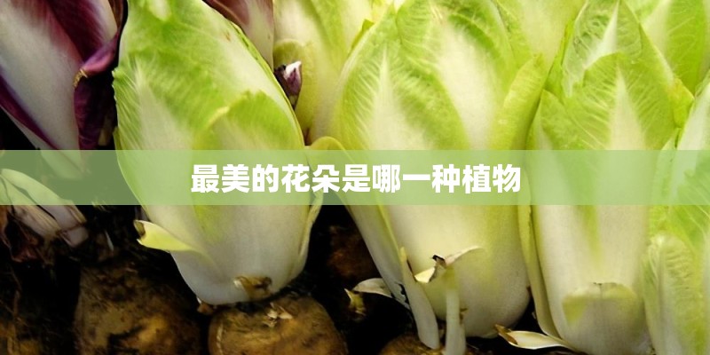 最美的花朵是哪一种植物 最美的花朵是哪一种植物