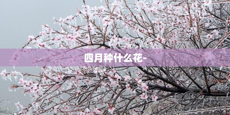 四月种什么花- 四月种什么花-