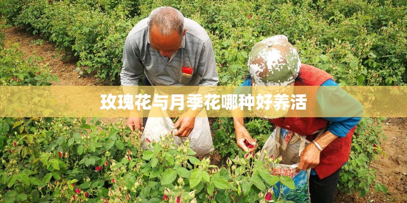 玫瑰花与月季花哪种好养活