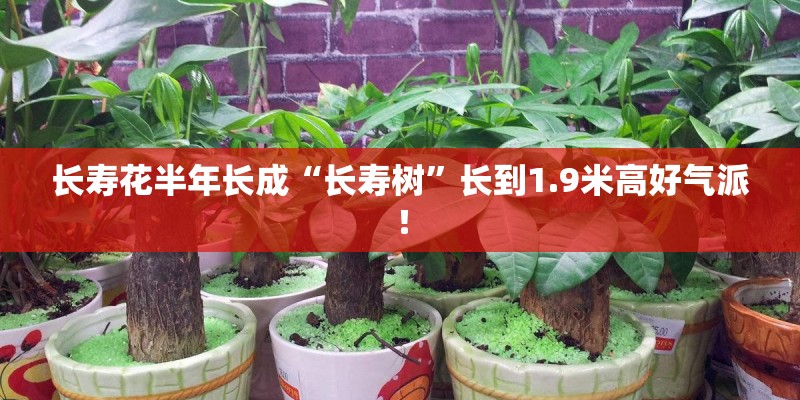 长寿花半年长成“长寿树”长到1.9米高好气派！