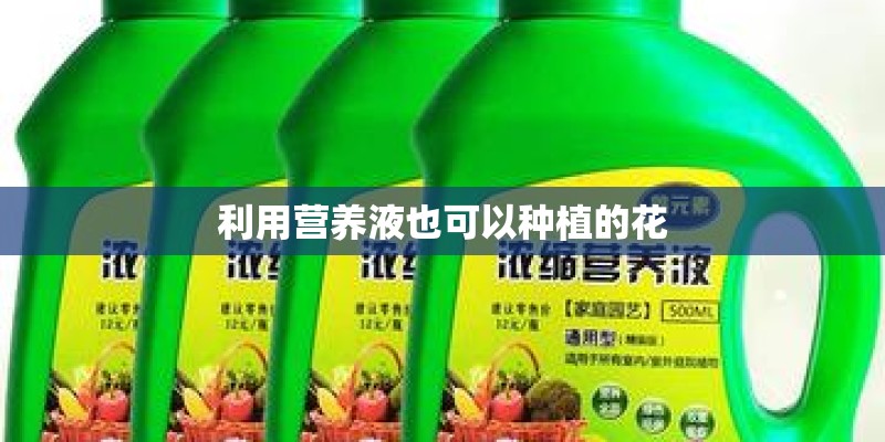 利用营养液也可以种植的花