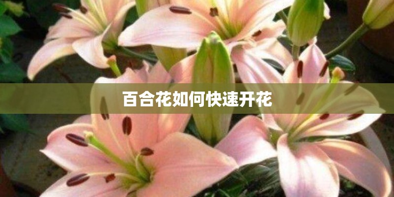 百合花如何快速开花