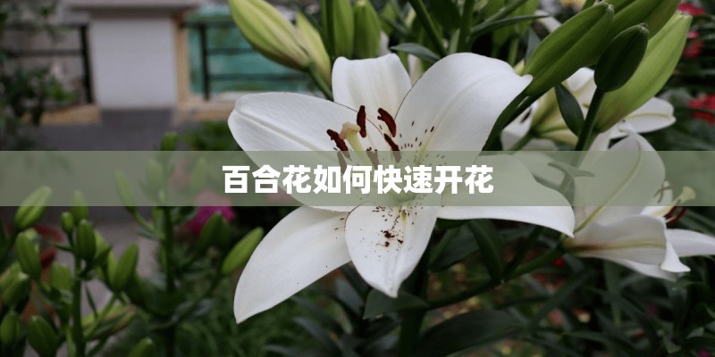 百合花如何快速开花
