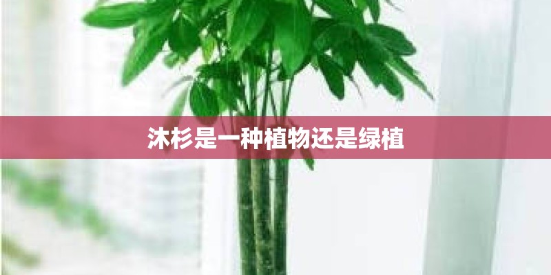 沐杉是一种植物还是绿植