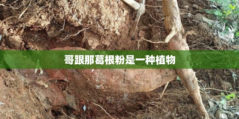 哥跟那葛根粉是一种植物