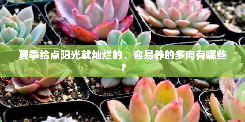 夏季给点阳光就灿烂的、容易养的多肉有哪些？