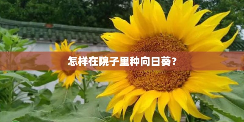 怎样在院子里种向日葵？