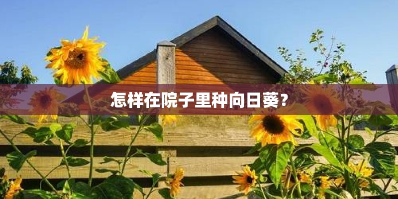 怎样在院子里种向日葵？