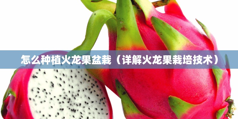 怎么种植火龙果盆栽（详解火龙果栽培技术）