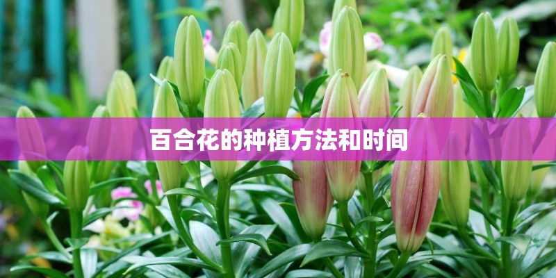 百合花的种植方法和时间