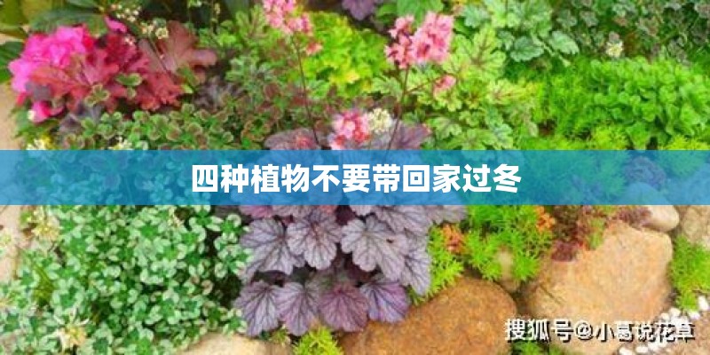 四种植物不要带回家过冬