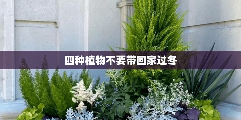 四种植物不要带回家过冬