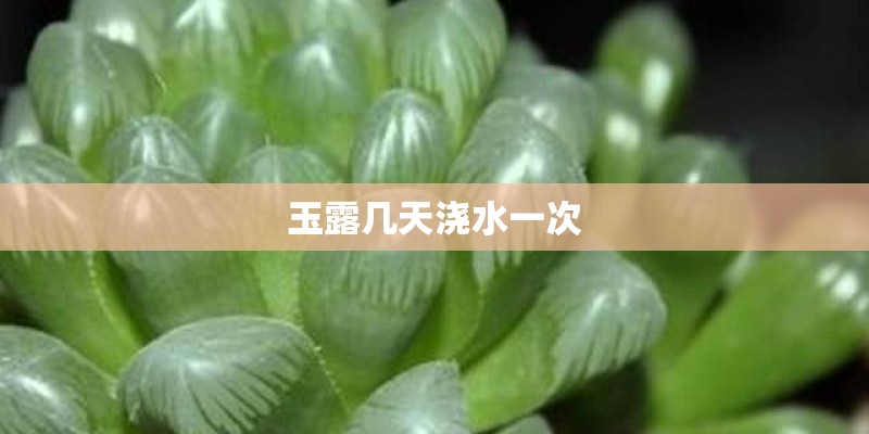 玉露几天浇水一次