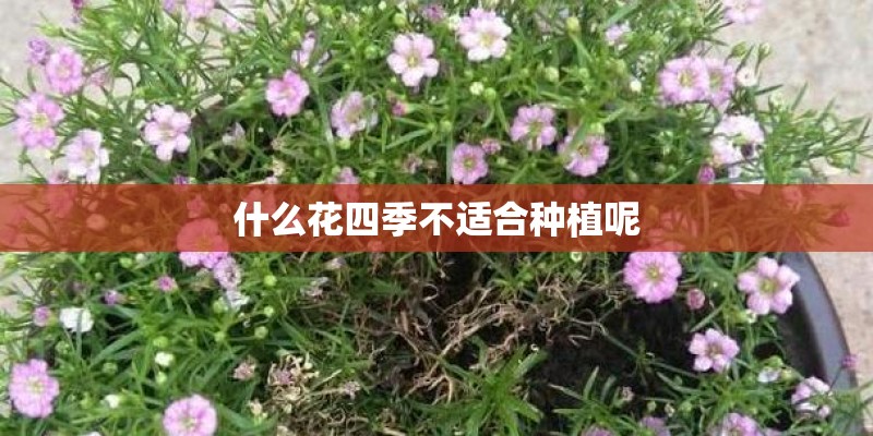 什么花四季不适合种植呢