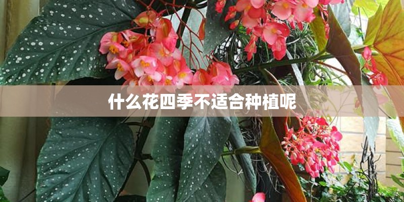 什么花四季不适合种植呢