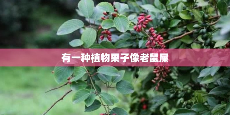 有一种植物果子像老鼠屎
