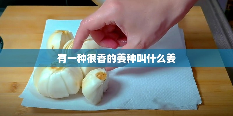 有一种很香的姜种叫什么姜