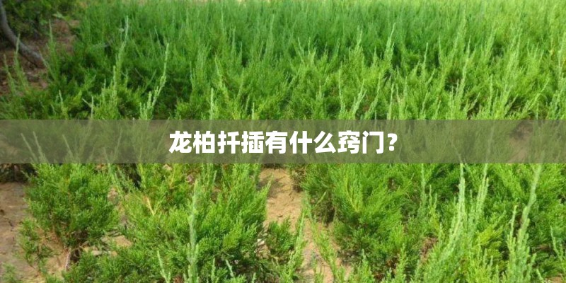 如何种植花卉