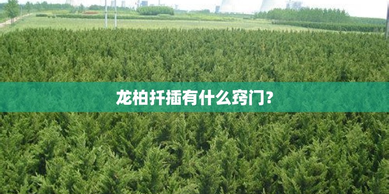 龙柏扦插有什么窍门？