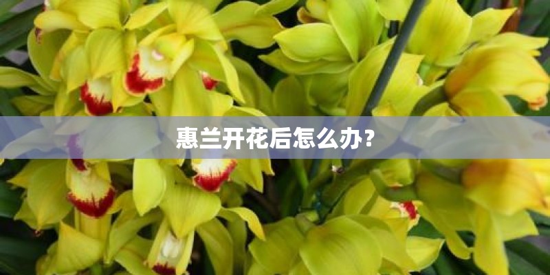 惠兰开花后怎么办？