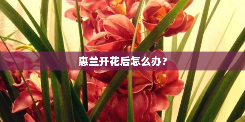 惠兰开花后怎么办？