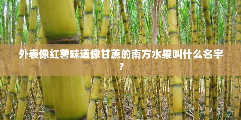 外表像红薯味道像甘蔗的南方水果叫什么名字？