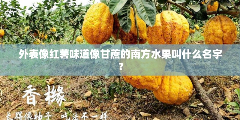 外表像红薯味道像甘蔗的南方水果叫什么名字？