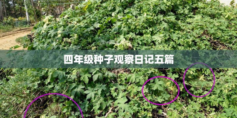 四年级种子观察日记五篇