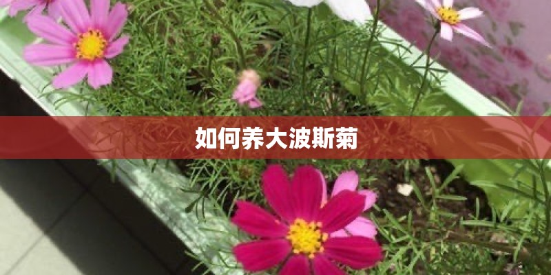如何养大波斯菊