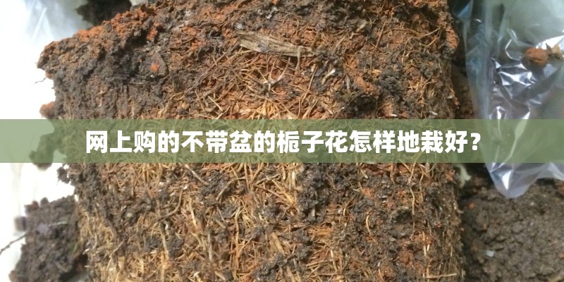 网上购的不带盆的栀子花怎样地栽好？