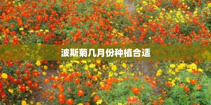 波斯菊几月份种植合适