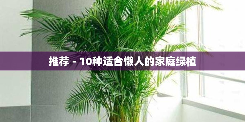 推荐 - 10种适合懒人的家庭绿植