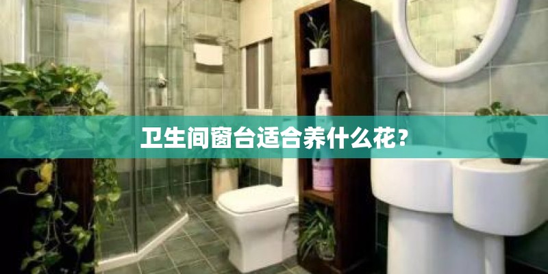 卫生间窗台适合养什么花？