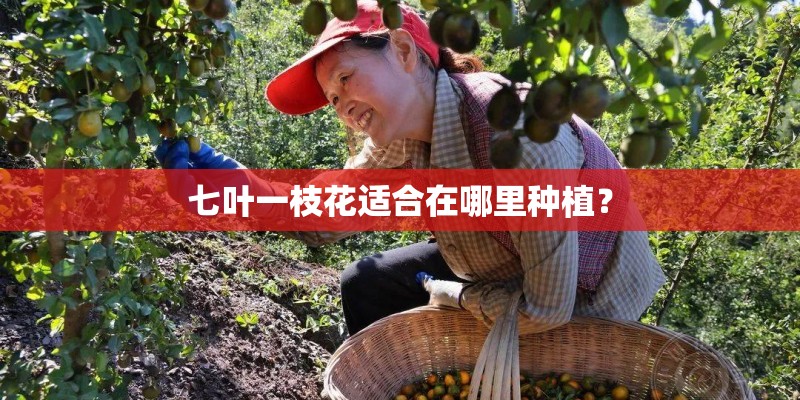 七叶一枝花适合在哪里种植？