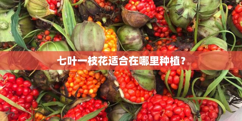 七叶一枝花适合在哪里种植？