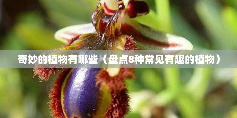 奇妙的植物有哪些（盘点8种常见有趣的植物）