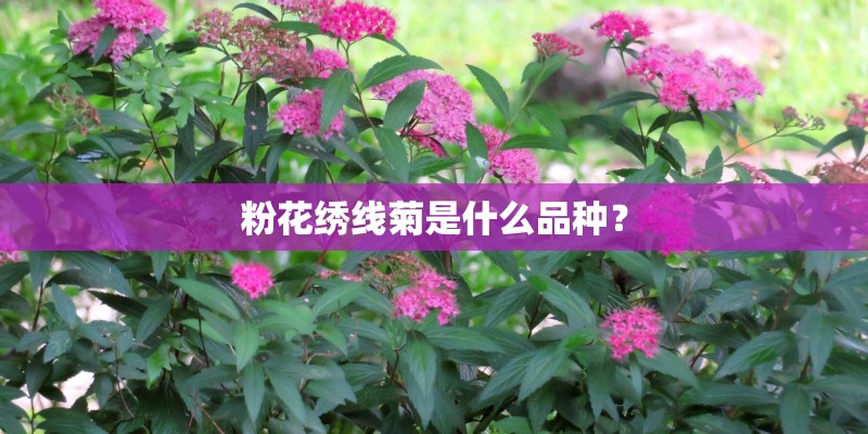 粉花绣线菊是什么品种？