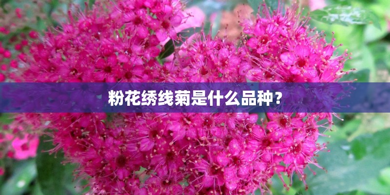 粉花绣线菊是什么品种？