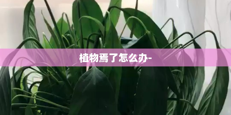 适合写观察日记的植物