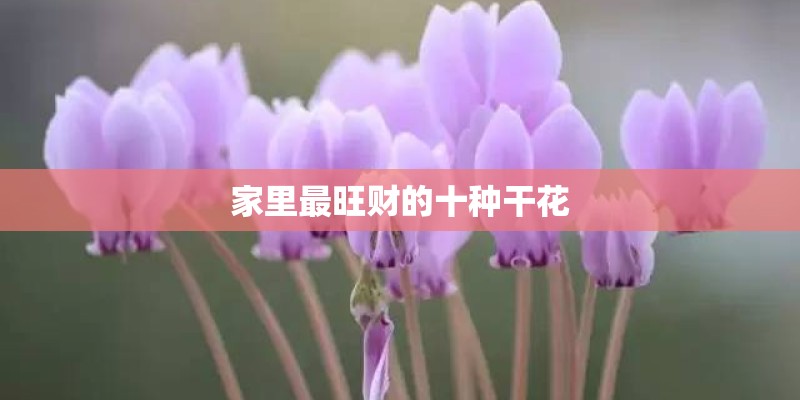 家里最旺财的十种干花