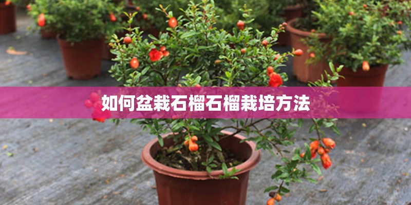 如何盆栽石榴石榴栽培方法