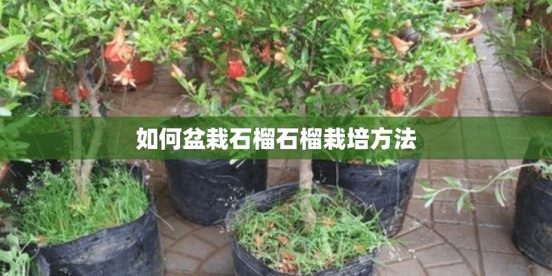 如何盆栽石榴石榴栽培方法