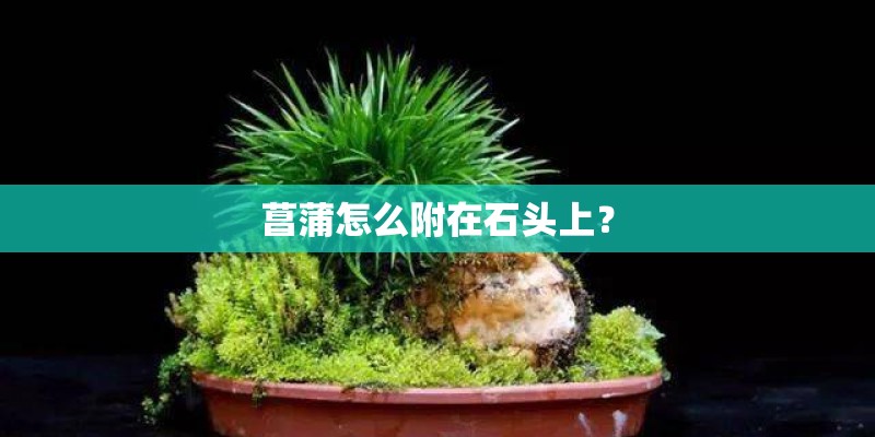 菖蒲怎么附在石头上？