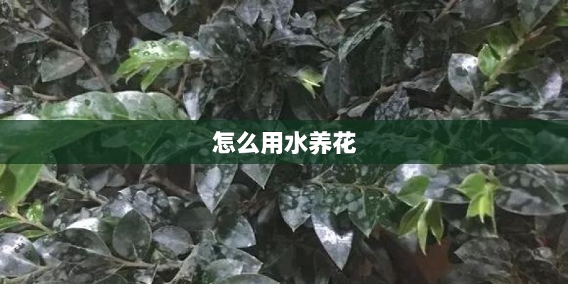 怎么用水养花