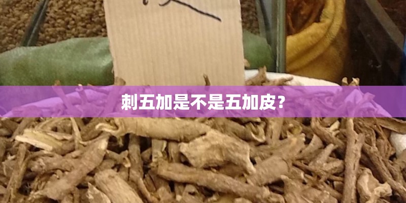 刺五加是不是五加皮？