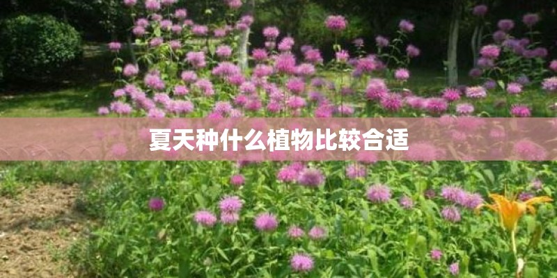 夏天种什么植物比较合适