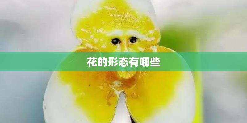 花的形态有哪些