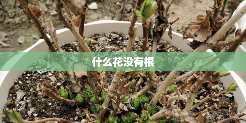 什么花没有根